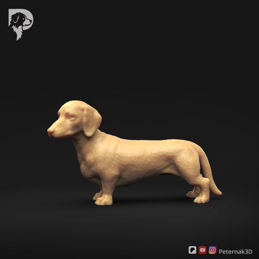 Dachshund-Smooth-Haired-Pose-03-Dog-3D-Print-9s.jpeg Teckel à poil lisse Pose 03