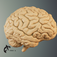5.png Brain Anatomy STL for Education