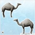 3.jpg Camel (4) - Animal Savage Nature Circus Scuplture High-detailed