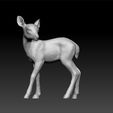 aaa1.jpg fawn - baby deer