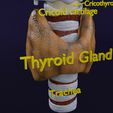 file-4.jpg Thyroid anatomy microscopic larynx trachea 3D model
