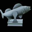zander-trophy-39.png zander / pikeperch / Sander lucioperca fish in motion trophy statue detailed texture for 3d printing