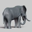R05.jpg african elephant pose 01