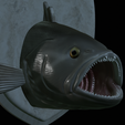 White-grouper-head-trophy-27.png fish head trophy white grouper / Epinephelus aeneus open mouth statue detailed texture for 3d printing