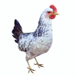 pnn.png CHICKEN CHICKEN - DOWNLOAD CHICKEN 3d Model - animated for Blender-Fbx-Unity-Maya-Unreal-C4d-3ds Max - 3D Printing HEN hen, chicken, fowl, coward, sissy, funk- BIRD - POKÉMON - GARDEN