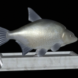 Bream-statue-11.png fish Common bream / Abramis brama statue detailed texture for 3d printing