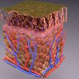 untitlcddded.jpg epithelial cells types collection 3D