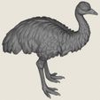 Emu-Bird-07.jpg エミュー・バード