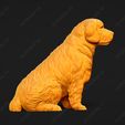 3910-Clumber_Spaniel_Pose_06.jpg Clumber Spaniel Dog 3D Print Model Pose 06