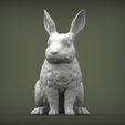 rabbit-rex-agouti4.jpg Rabbit rex agouti 3D print model