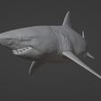 Carcharodon3D_06.jpg White shark (Carcharodon carcharias)