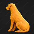 3459-Chesapeake_Bay_Retriever_Pose_04.jpg Chesapeake Bay Retriever Dog 3D Print Model Pose 04