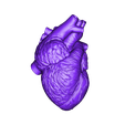 Heart solid.stl Файл STL Human Heart・Дизайн 3D принтера для загрузки