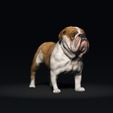 BullDog02.jpg Bulldog - DOG BREED - CANINE -3D PRINT MODEL