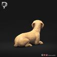 Dachshund-Wire-Haired-Pose-09-Dog-3D-Print-5s.jpeg Dachshund Wire Haired Pose 09