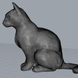 Sit_mesh.jpg Sitting Cat