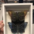 IMG_8426.jpg Steampunk butterfly