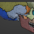 11.png 3D Model of Skull and Skull Bones