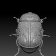 01.jpeg Modèle d'impression 3D du scarabée
