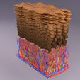 untitled-2.jpg epithelial cells types collection 3D