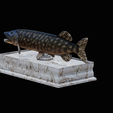 northern-pike-statue-box-1-2-1-12.png fish NORTHERN PIKE (ESOX LUCIUS) open mouth with storage space / for 3d printing