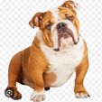 1000137842.jpg English Bulldog