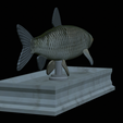 Grass-carp-statue-15.png fish grass carp / Ctenopharyngodon idella statue detailed texture for 3d printing