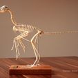 Archaeopteryx_v2_03.jpg Full size Archaeopteryx skeleton