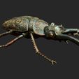 detailed-stag-beetle-verdegris-1.jpg Stag beetle with ornamental details