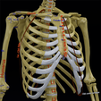 7.png Human skeleton set complete separable labelled bone names parts 3D model