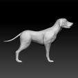 dog770_2.jpg Dog - amazing dog - dog for game - dog for 3d print - big dog