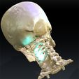 7.jpg SKULL THROAT ANATOMY Human Skeleton BONES NECK DK