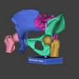 Screenshot-2025-12-14-105744.png PELVIS MODEL MAGNETIC JOINTS