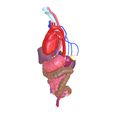 2.jpg INTESTINAL ANATOMY STOMACH ESOPHAGUS INTESTINE SMALL LIVER LUNG LARGE HEART THROAT PANCREAS BLOOD VESSEL