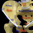 human-skeleton-set-complete-separable-labelled-bone-names-parts-3d-model-blend-33.jpg Human skeleton set complete separable labelled bone names parts 3D model