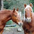 queen et pompon.jpg Mane comb ( horses)