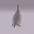 Partridge_0005.jpg Perdiz