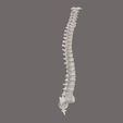 5.png VERTEBRAL COLUMN SEGMENTED