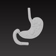 stomach4.jpg 胃