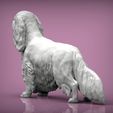 spaniel3.jpg 3D-Datei Spaniel cavalier king charles 3D-Druck Modell・Modell zum Herunterladen und 3D-Drucken
