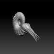an2.jpg ammonoid acanthoscaphites - sea animals - unity3d - ue5