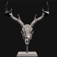 2.png Deer skull with stand
