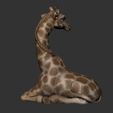 WhatsApp-Image-2021-07-14-at-11.02.07.jpeg Giraffe Vase