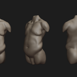 2.png Archivo STL Tipos de torso humano・Plan de impresión en 3D para descargar