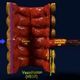 as4.jpg 3D Angiogenesis NEW BLOOD VESSEL FORMATION