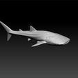 a3.jpg Whale Shark