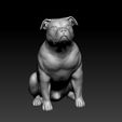 Pitbull-with-alter-ears.jpg Pitbull terrier dog