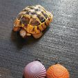 Tortue Spongieuse