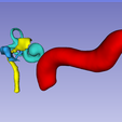 Screenshot_9.png Temporal bone with detailed inner ear structures