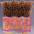 untitlsed.jpg epithelial cells types collection 3D